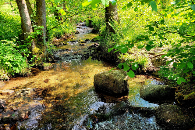 Flusslauf im Wald